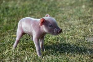 Ferkel Neugeborene Baby, im Bauernhof Landschaft. foto