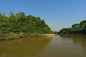 pantanal Wald Ökosystem, mato Grosso, Brasilien foto