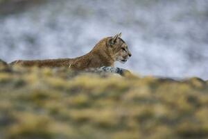 Puma Gehen im Berg Umfeld, torres del paine National Park, Patagonien, Chile. foto