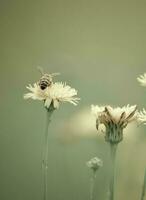 Biene auf wild Blumen foto