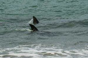 Orca Patagonien , Argentinien foto