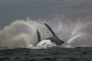 Wal springen, Halbinsel Valdes, Patagonien Argentinien foto