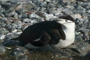 Kinnriemen Pinguin, Paulet Insel, Antarktis, wissenschaftlich Name: Pygoscelis Antarktis foto