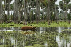 Schwein im Palmen Landschaft im la Estrella Sumpf, formosa Provinz, Argentinien. foto