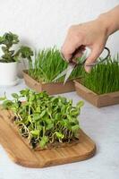 mikrogrün Sonnenblume und Weizen und Schere im weiblich Hand. gesund Superfood Zuhause Wachstum foto