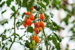 rot Kirsche Tomaten Reifung im das Gewächshaus Garten im da Lat, Vietnam. foto