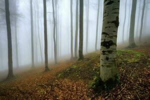 Frühlingswald im Nebel foto