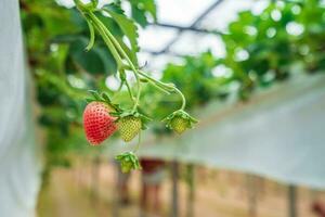 Nahaufnahme Schuss Erdbeere mit Pflanzen Erdbeer Hintergrund foto