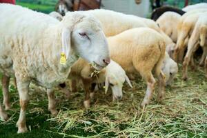 wenig Schaf sind glücklich zum Essen Gras. foto