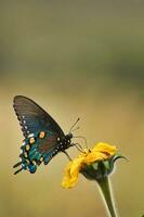 Schmetterling auf ein Gelb Blume im das Garten, Thailand. foto