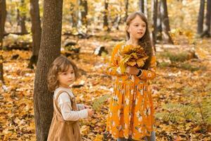 glücklich Kinder spielen im schön Herbst Park auf warm sonnig fallen Tag. wenig Schwestern abspielen mit golden Ahorn Blätter - - Spaß, Freizeit und Kindheit Konzept foto