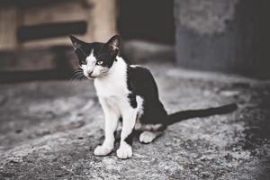 schwarze und weiße Katze, die beiseite schaut. junge griechische Hauskatze in ihrem Hinterhof. foto