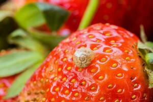 Makro Foto von wenig Schnecke auf oben von rot appetitlich Erdbeere