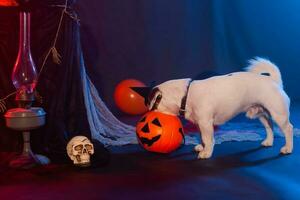 Halloween Feier Konzept. komisch Hund Essen von Halloween Kürbis foto