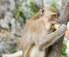 langschwänzig Makaken Affe Essen Banane foto
