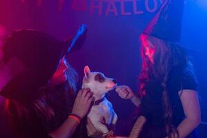 zwei Halloween Hexen Herstellung Magie mit Hund Jack Russell Terrier im Halloween Nacht. Magie, Ferien und Mystiker Konzept. foto