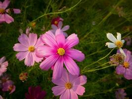 Kosmos Blume mit verschwommen Hintergrund. Blühen Rosa Blume. foto