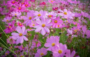 Kosmos Blume mit verschwommen Hintergrund. Blühen Rosa Blume. foto