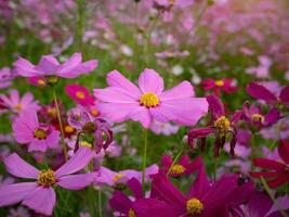 Kosmos Blume mit verschwommen Hintergrund. Blühen Rosa Blume. foto