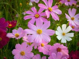 Kosmos Blume mit verschwommen Hintergrund. Blühen Rosa Blume. foto