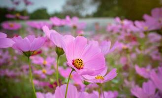 Kosmos Blume mit verschwommen Hintergrund. Blühen Rosa Blume. foto