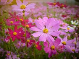 Kosmos Blume mit verschwommen Hintergrund. Blühen Rosa Blume. foto