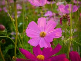 Kosmos Blume mit verschwommen Hintergrund. Blühen Rosa Blume. foto