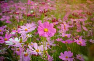 Kosmos Blume mit verschwommen Hintergrund. Blühen Rosa Blume. foto