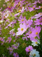 lila Kosmos Blume mit verschwommen Hintergrund. Blühen lila Blume. foto