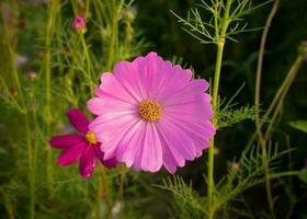 Kosmos Blume mit verschwommen Hintergrund. Blühen Rosa Blume. foto