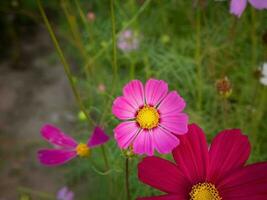 Kosmos Blume mit verschwommen Hintergrund. Blühen Rosa Blume. foto