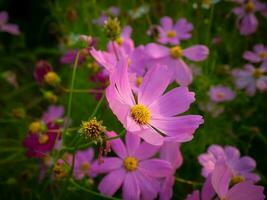 Kosmos Blume mit verschwommen Hintergrund. Blühen Rosa Blume. foto