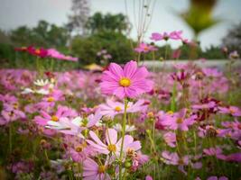 Kosmos Blume mit verschwommen Hintergrund. Blühen Rosa Blume. foto