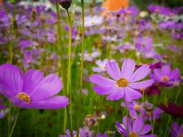 lila Kosmos Blume mit verschwommen Hintergrund. Blühen lila Blume. foto