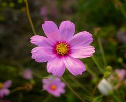 Kosmos Blume mit verschwommen Hintergrund. Blühen Rosa Blume. foto