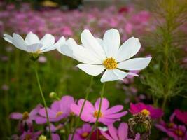 Kosmos Blume mit verschwommen Hintergrund. Blühen Weiß Blume. foto