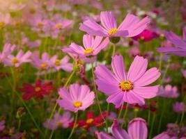 Kosmos Blume mit verschwommen Hintergrund. Blühen Rosa Blume. foto