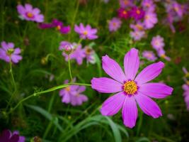 lila Kosmos Blume mit verschwommen Hintergrund. Blühen lila Blume. foto