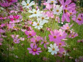 Kosmos Blume mit verschwommen Hintergrund. Blühen Rosa Blume. foto