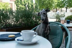 Windhund Hund Sitzung auf das Tabelle mit Kaffee Tasse draussen, Konzept von freundlich Lebensstil foto