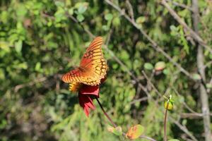 Schmetterlinge und Motten, wichtig Bestäuber, anmutig flattern unter bunt Blumen foto