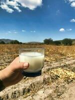 genießen das erfrischend Geschmack von pulque, ein traditionell Mexikaner trinken foto