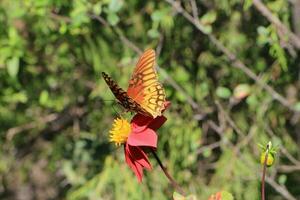Schmetterlinge und Motten, wichtig Bestäuber, anmutig flattern unter bunt Blumen foto