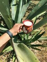 pulque ein traditionell Mexikaner trinken von das maguey Anlage, verwurzelt im Natur foto