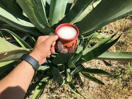 pulque ein traditionell Mexikaner trinken von das maguey Anlage, verwurzelt im Natur foto