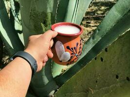 pulque ein traditionell Mexikaner trinken von das maguey Anlage, verwurzelt im Natur foto