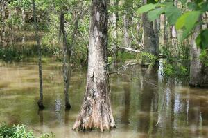 Landschaft entlang das Perle Fluss von ein Boot auf das Honig Insel Sumpf Tour im slidell Louisiana foto