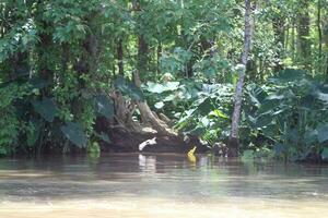 Landschaft entlang das Perle Fluss von ein Boot auf das Honig Insel Sumpf Tour im slidell Louisiana foto