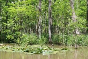 Landschaft entlang das Perle Fluss von ein Boot auf das Honig Insel Sumpf Tour im slidell Louisiana foto