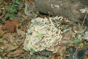 Pilz wachsend im ein Wald foto